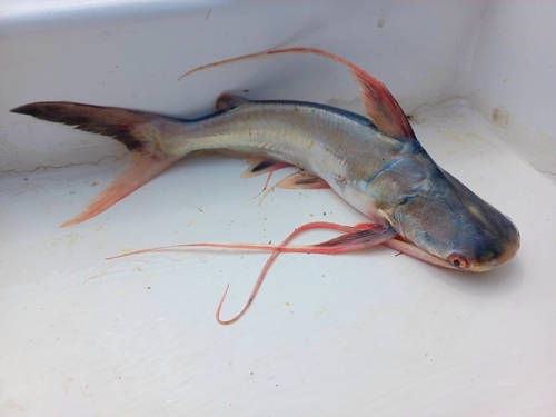 Red sea catfish (Bagre pinnimaculatus) — Ariidae — 5