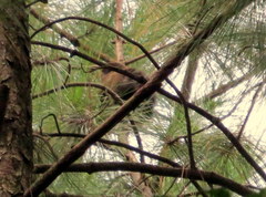 Alouatta guariba