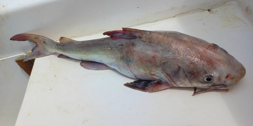 Chili sea catfish (Notarius troschelii) — Ariidae