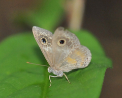 Perophthalma tullius