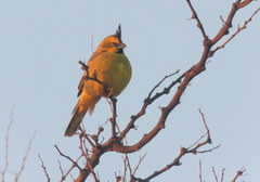 Gubernatrix cristata