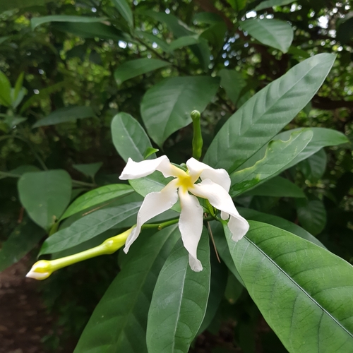 Giant pinwheel flower (Tabernaemontana africana)