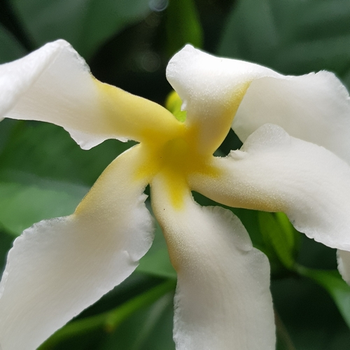 Tabernaemontana africana, photograph 1
