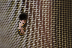 Xanthopastis moctezuma