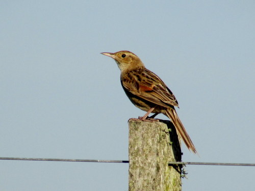 Asthenes hudsoni