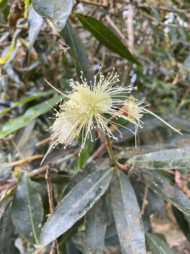 Syzygium jambos - Whole tree