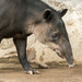 Tapir Centroamericano - Photo (c) Eric Kilby, algunos derechos reservados (CC BY-SA)
