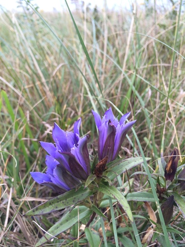 Image of Gentiana puberulenta by no rights reserved