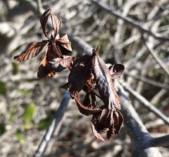 Aesculus parryi
