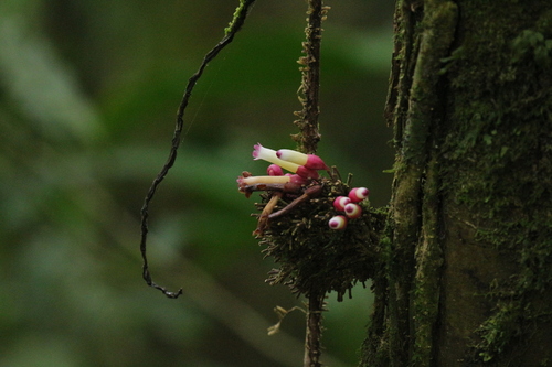 Schlegelia fastigiata image