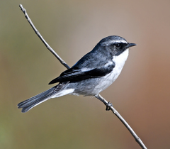 Gray Bushchat photo 1