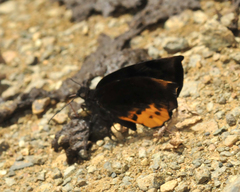 Achlyodes busirus
