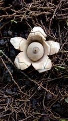 Geastrum