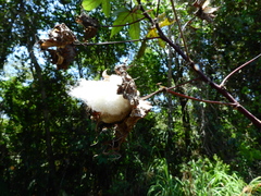 Gossypium barbadense
