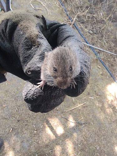 Northern Pygmy Mouse