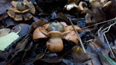 Geastrum