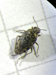 Saldula saltatoria