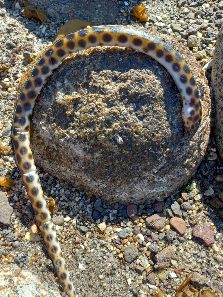 Palespot snake eel (Myrichthys aspetocheiros) — Ophichthidae