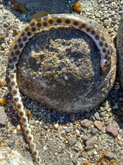 Longfin Spotted Snake Eel photo 2