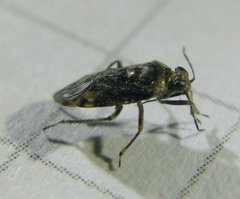 Saldula saltatoria