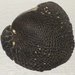 Neritona granosa - Photo Wmpearl, δεν υπάρχουν γνωστοί περιορισμοί πνευματικών δικαιωμάτων (Κοινό Κτήμα)