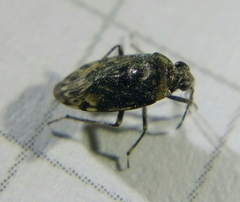 Saldula saltatoria