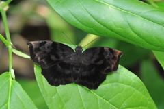 Achlyodes busirus