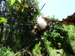 Gossypium barbadense
