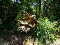 Gossypium barbadense