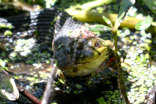 Green Frog photographed in Louisiana
