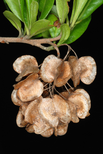 Dodonaea viscosa