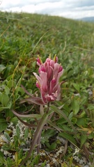 Castilleja elegans