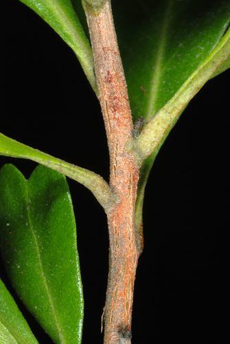 Dodonaea viscosa