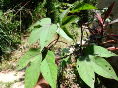Gossypium barbadense