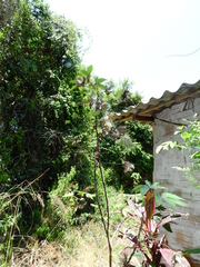 Gossypium barbadense