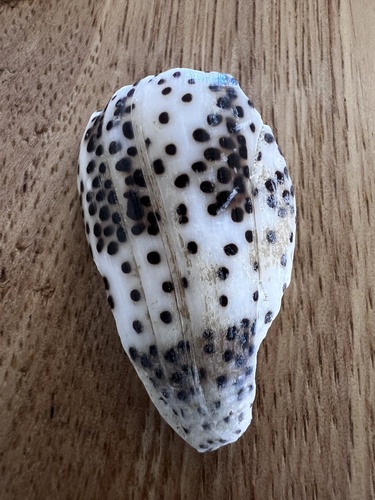 Conus pulicarius observed 2023-03-31