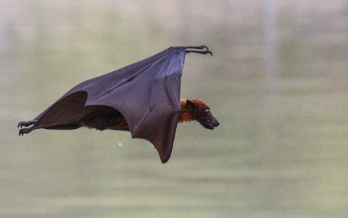 Indian Flying Fox