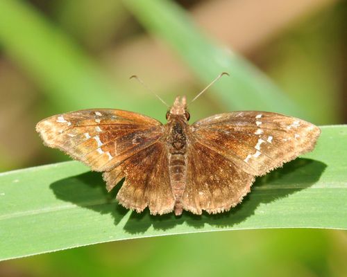 White-dotted Snout-Skipper