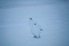 Lagopus muta hyperborea