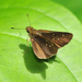 Cobalopsis miaba - Photo 由 Roger Rittmaster 所上傳的 (c) Roger Rittmaster，保留部份權利CC BY-NC