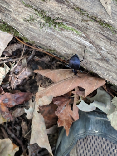 Andrew's Snail-eating Beetle photo 2