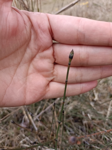 Variegated scouringrush (Equisetum variegatum)