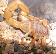 Occitanus