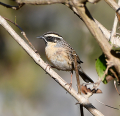 Black-Throated Accentor photo 3