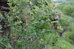 Cotoneaster alaunicus, photograph (c) Татьяна Максимова, some rights reserved (CC BY)