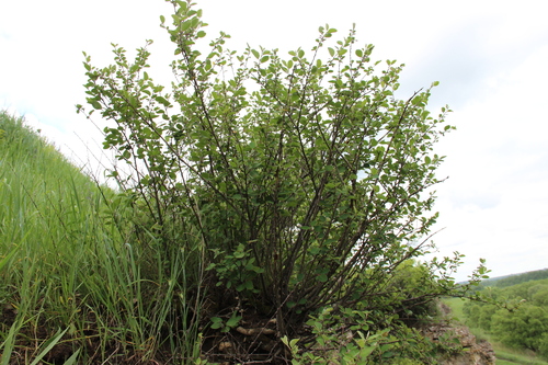 Cotoneaster alaunicus, photograph 4