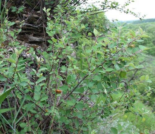 Cotoneaster alaunicus, photograph 5