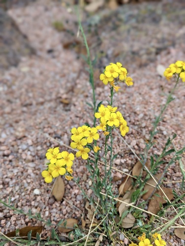 Physaria densiflora observed 2023-03-30