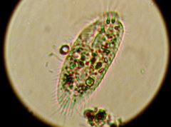 Spirotrichea