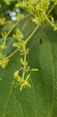 Heliocarpus terebinthinaceus